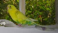 rare green gold harlequin parakeet