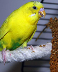 parakeets love millet!