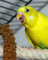 parakeet tongue
