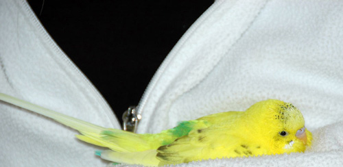 sick parakeet