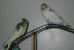 parakeets sitting on their playpen