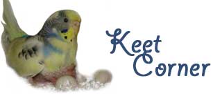 Keet Corner - parakeet & budgie pictures & info