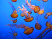 Jellyfish, Monterey Bay Aquarium, California