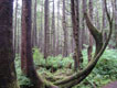 Tree, Washington State
