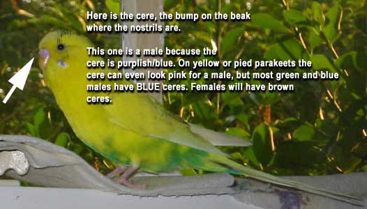 parakeet
                cermales have blue ceres. (For MOST parakeets that are
                green or blue. It can be difficult to tell what sex they
                are before 6-8 months of age.) </font></p>
                <ul> <li><font face=