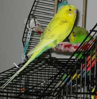 parakeets hanging out in their playpen