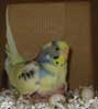mother budgie sitting on parakeet chick