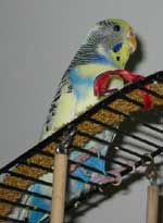 Rocky, the only parakeet I know with OCD